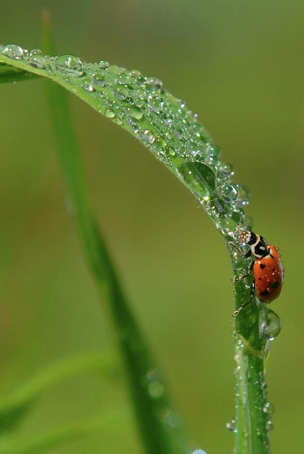 Ladybug Climbs A Water Drop Covered Photograph by Ben Cooper | Pixels