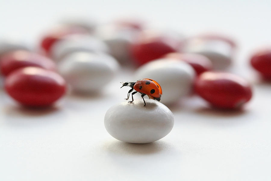 Ladybug Photograph - Ladybug #1 by Ellen Van Deelen