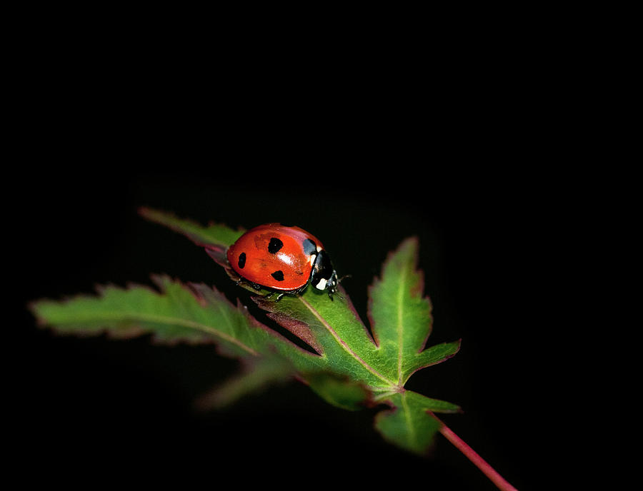 Ladybug #1 Photograph by Jim Mckinley