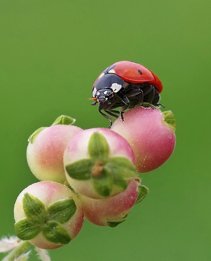 Nature Photograph - Ladybug #1 by Savas Sener