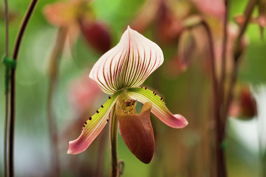 Ladys Slipper Orchid #1 Photograph by Enviromantic