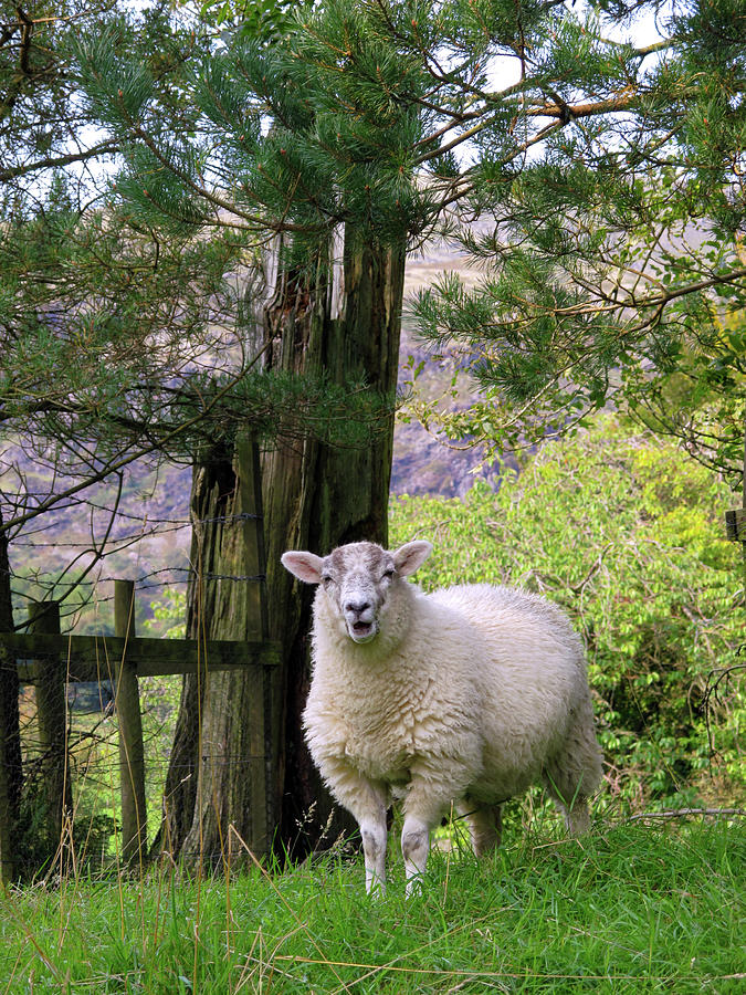 Lake District sheep #1 Photograph by Seeables Visual Arts