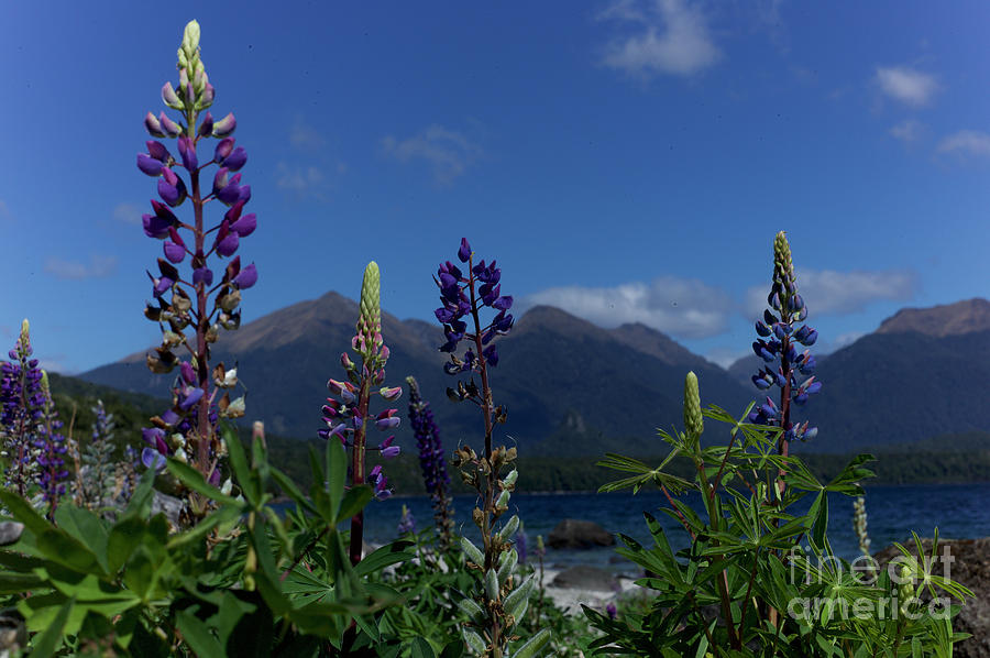 Lupins And Mountain Randges New Zealand Photograph