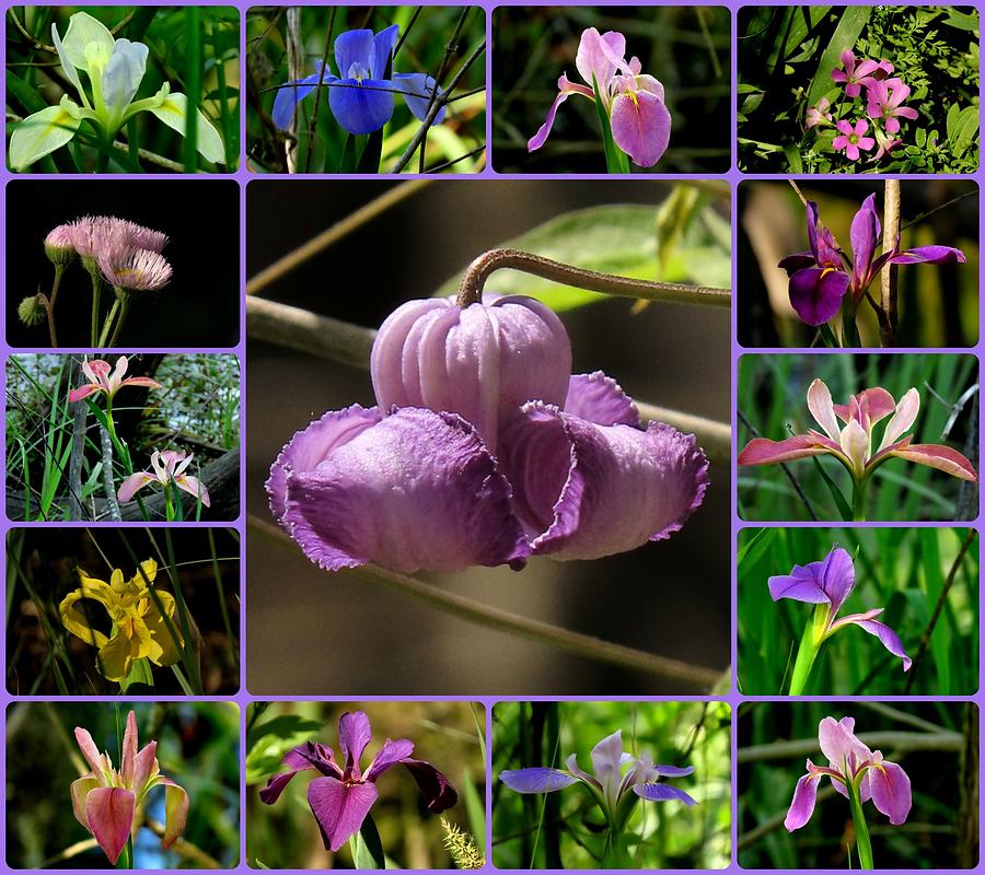 Lake Martin Wildflowers by Betty Berard Lake Martin Wildflowers by Betty Berard