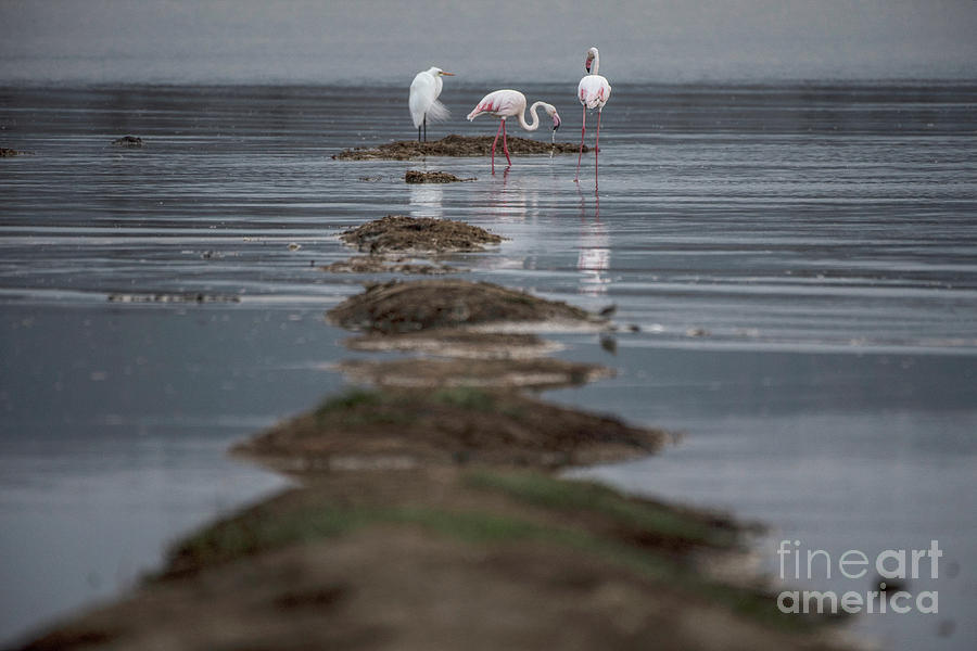 Lake Nakuru Flamingos - egret #2 Photograph by Steve Somerville