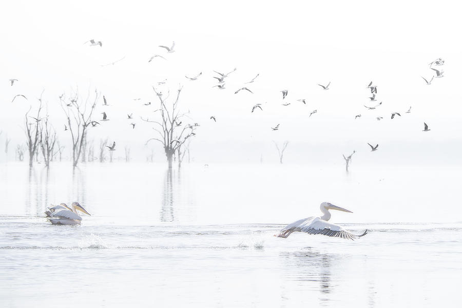 Bird Photograph - Lake Nakuru #1 by Roberto Marchegiani