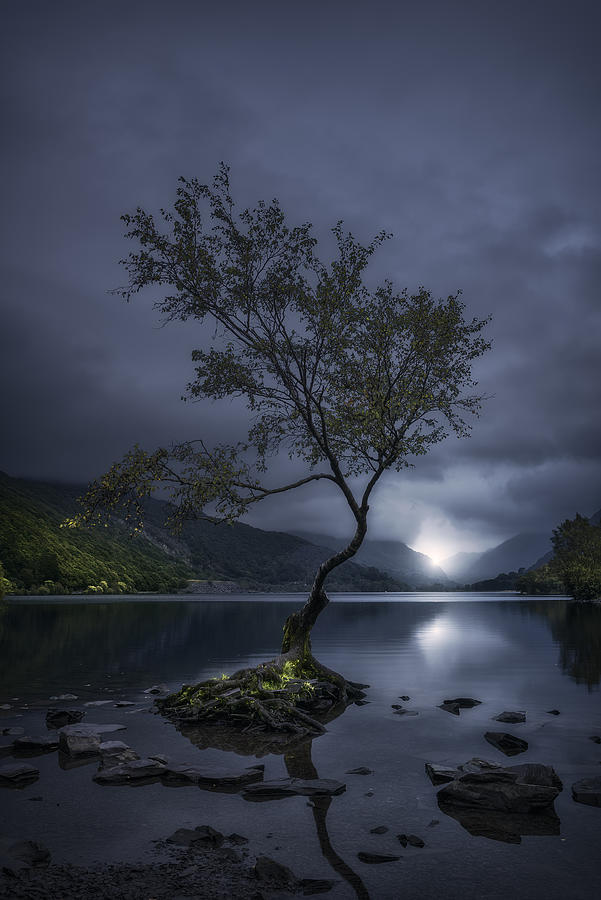 Tree Photograph - Lake Of Light #1 by Manuel Martin