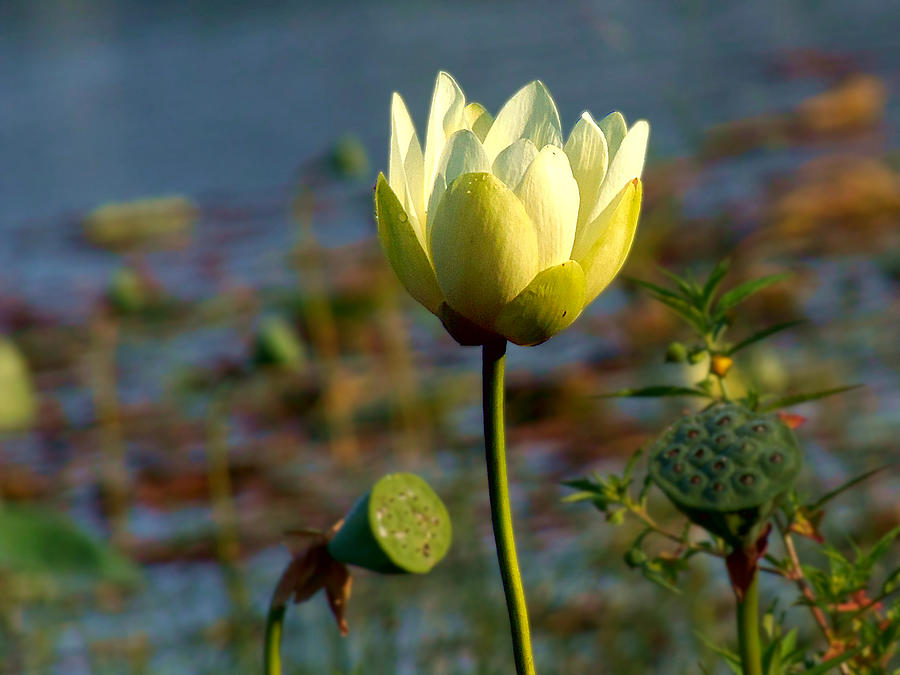 Lake Thomas Water Lily #1 Photograph by Christopher Mercer