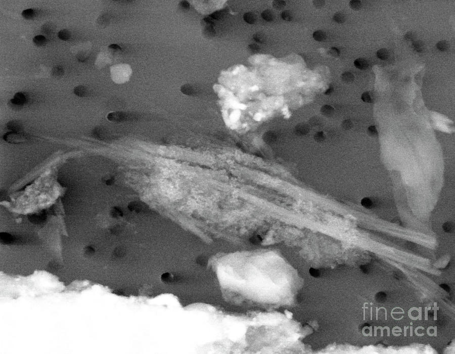 Lake Vostok Photograph - Lake Vostok Micro-organism #1 by Marshall Space Flight Center/nasa/science Photo Library