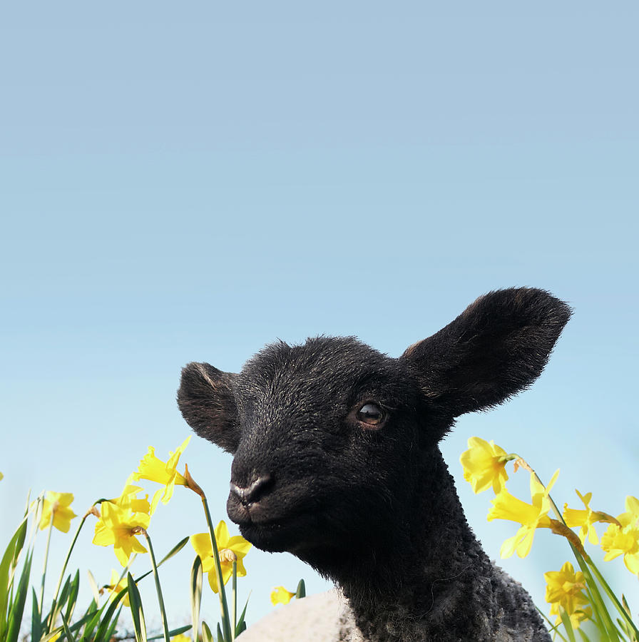 Lamb Walking In Field Of Flowers #1 Photograph by Peter Mason