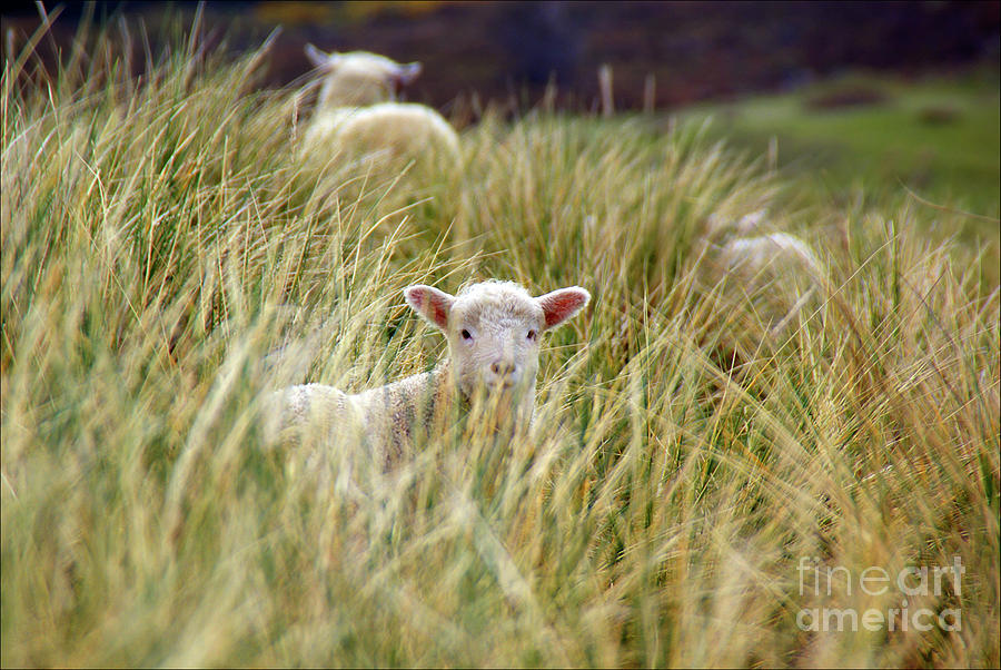 Lambs jumping among the grass in New Zealand. #1 Photograph by Joaquin Corbalan