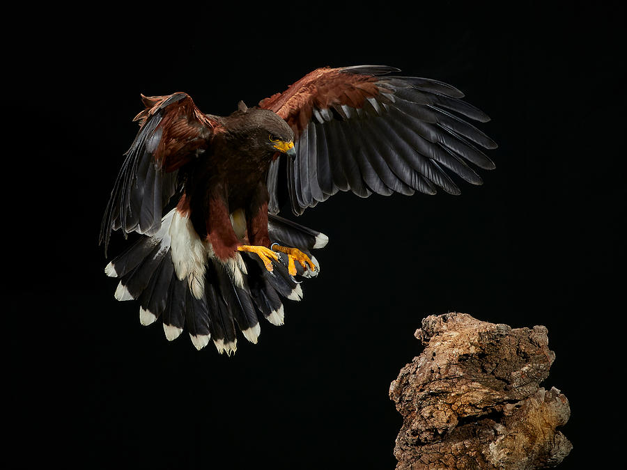 Hawk Photograph - Landing #1 by Jose A. Parra