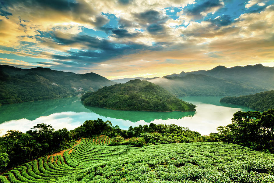 Landscape Of Tea Farm On Hill #1 Photograph by Wan Ru Chen