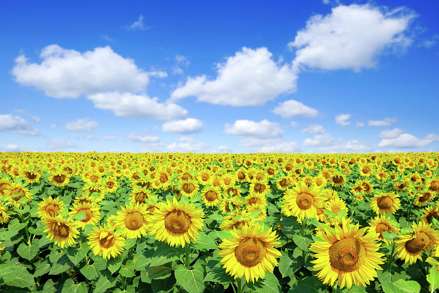 Landscape - Sunflowers #1 Photograph by Trout55