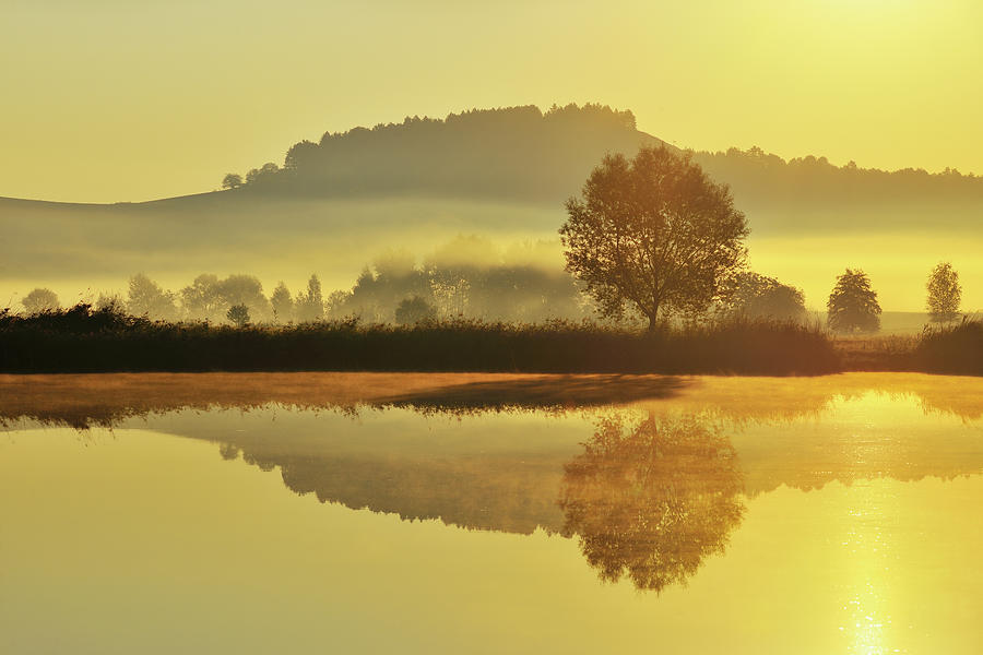 Landscape With Tree And Morning Mist #1 Photograph by Raimund Linke