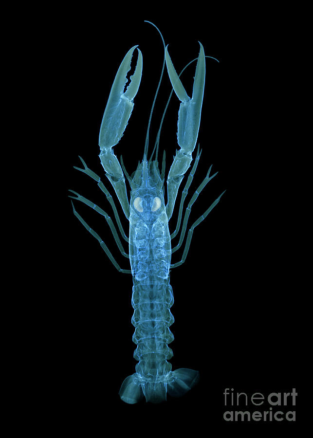 Langoustine #1 Photograph by D. Roberts/science Photo Library