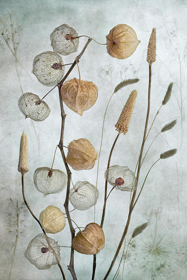 Flower Photograph - Lanterns* #1 by Mandy Disher
