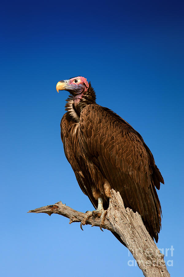 Big Photograph - Lappetfaced Vulture Against Blue Sky 1 by Johan Swanepoel Big Photograph - Lappetfaced Vulture Against Blue Sky 1 by Johan Swanepoel