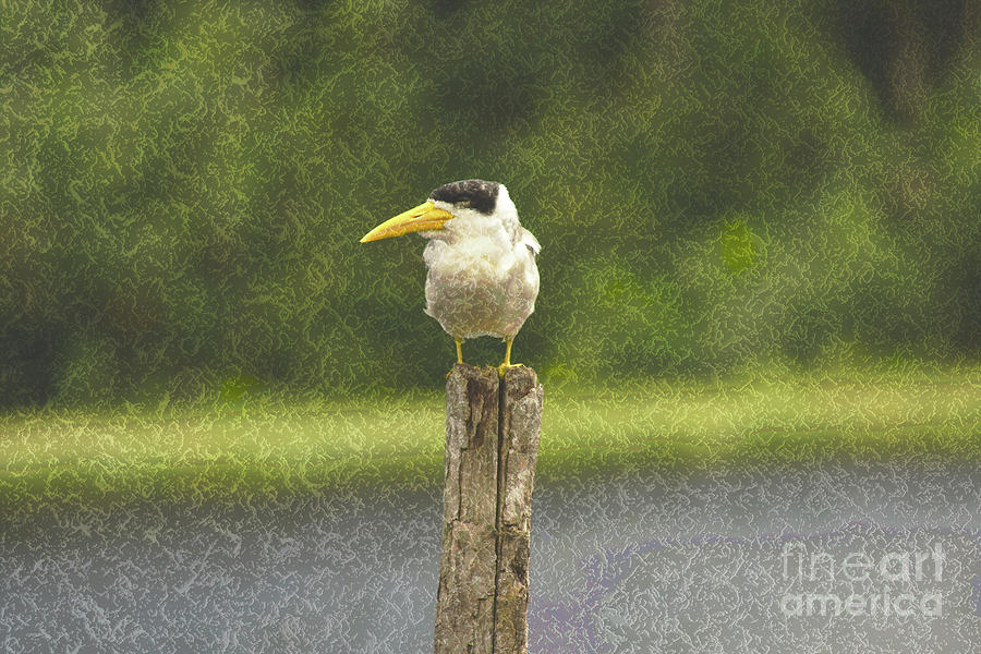 Large Billed Tern by Cassandra Buckley Large Billed Tern by Cassandra Buckley