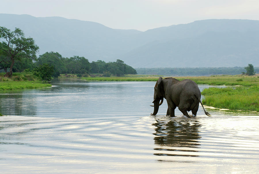 Large Bull Elephant Loxodonta Africana #1 Photograph by Christopher Scott