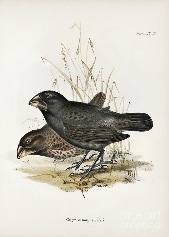 Large Ground Finch #1 Photograph by Library Of Congress, Rare Book And Special Collections Division/science Photo Library