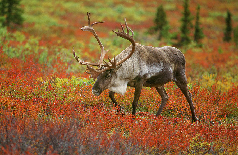 Large Male Caribou Wandering Photograph by Howie Garber