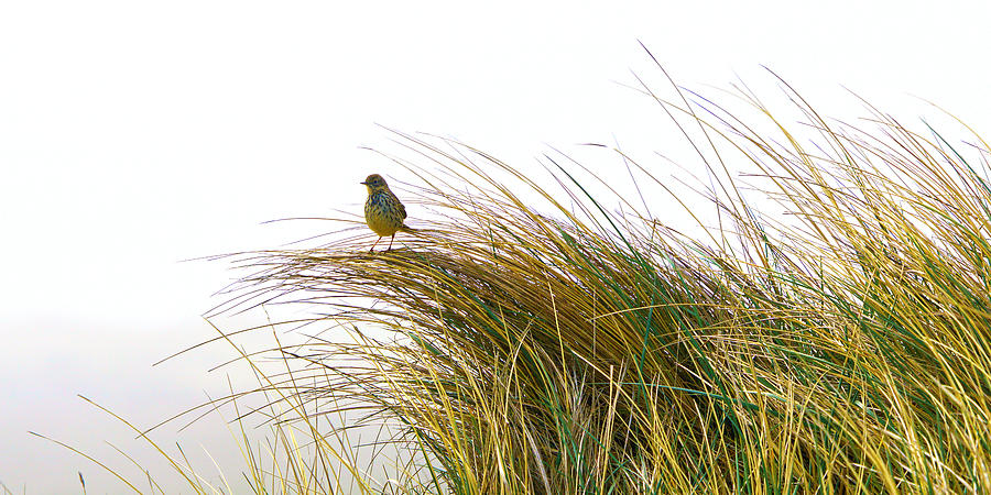 Lark In Dune Grass #1 Photograph by Bodo Balzer