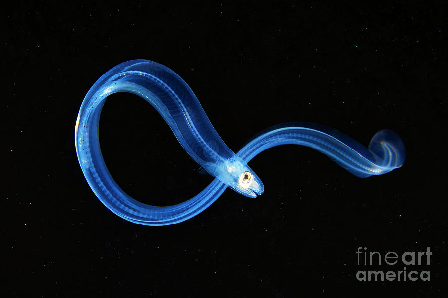 larval-stage-of-an-eel-1-photograph-by-alexander-semenov-science-photo