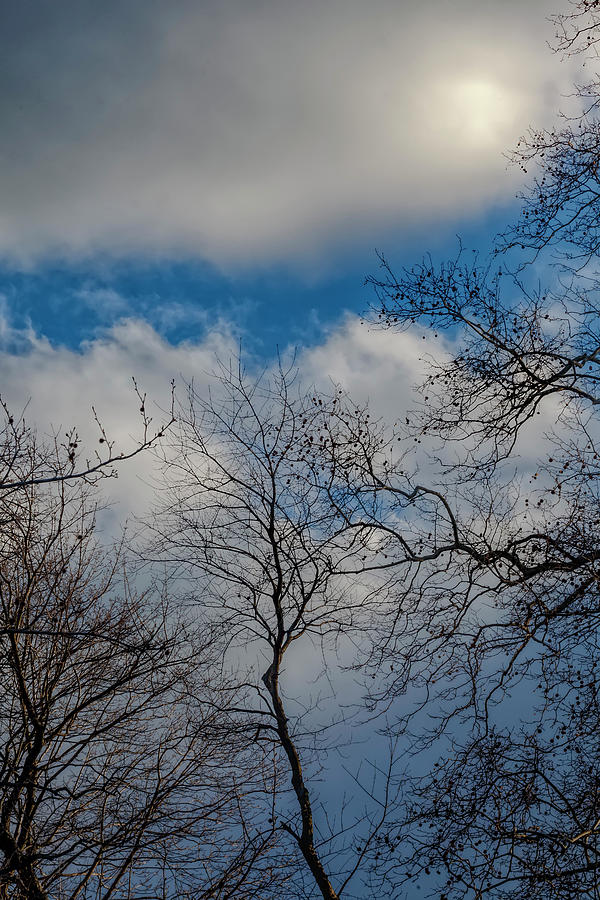 Late Afternoon Clouds Sky and Trees #1 Photograph by Robert Ullmann