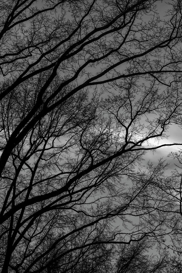 Late Afternoon Sky Trees and Clouds #1 Photograph by Robert Ullmann