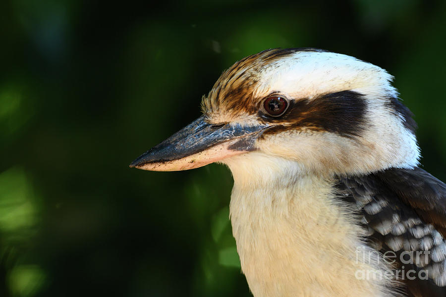 Wildlife Photograph - Laughing Kookaburra #1 by Dr P. Marazzi/science Photo Library
