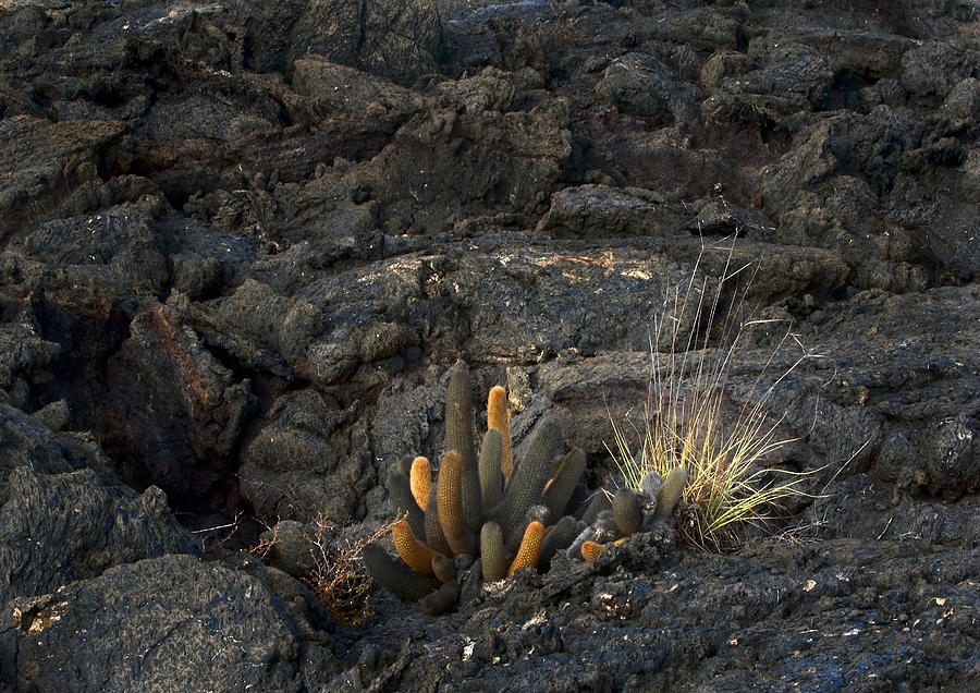 Lava Cactus #1 Photograph by Michael Lustbader