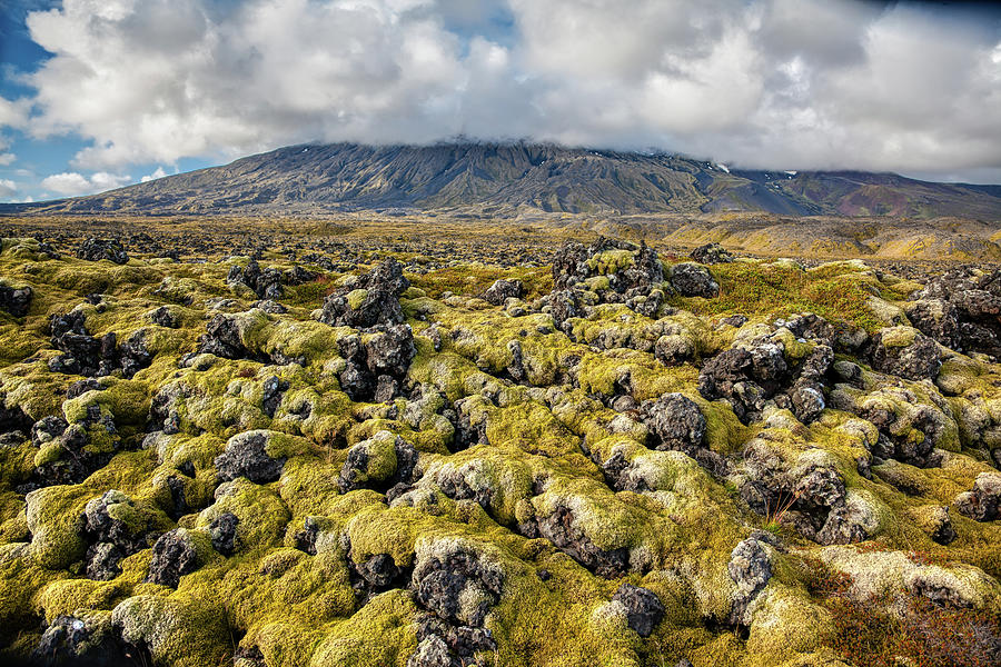 Lava Field of Iceland Photograph by David Letts