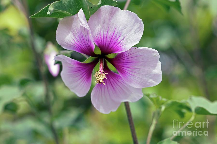 Lavatera Maritima #1 Photograph by Dr Keith Wheeler/science Photo Library