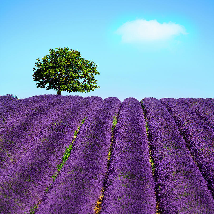 Lavender and lonely tree uphill. Provence, France #1 Photograph by Stefano Orazzini