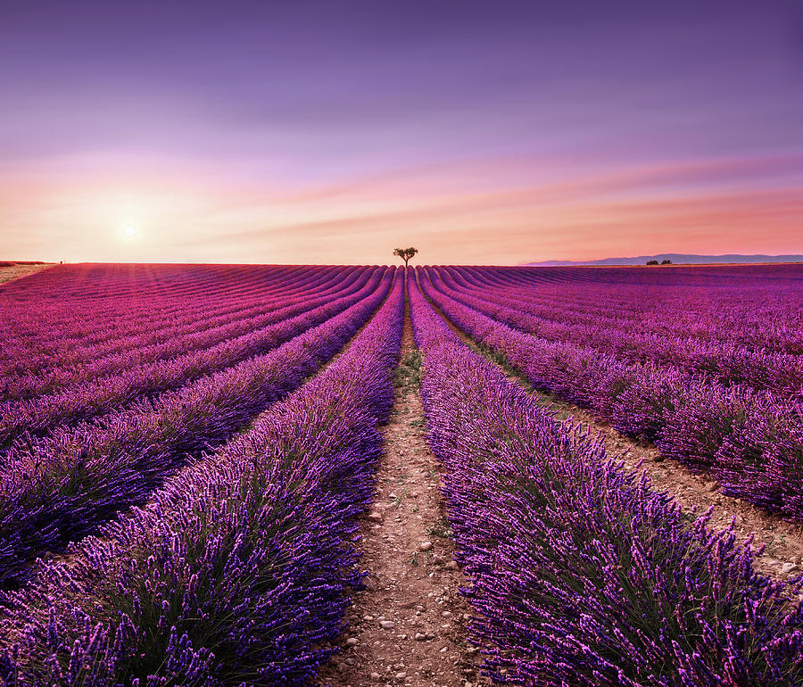 Lavender and Lonely Tree Photograph by Stefano Orazzini