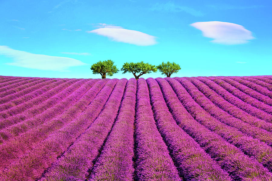 Lavender and trees on the top of the hill. Provence, France Photograph by Stefano Orazzini