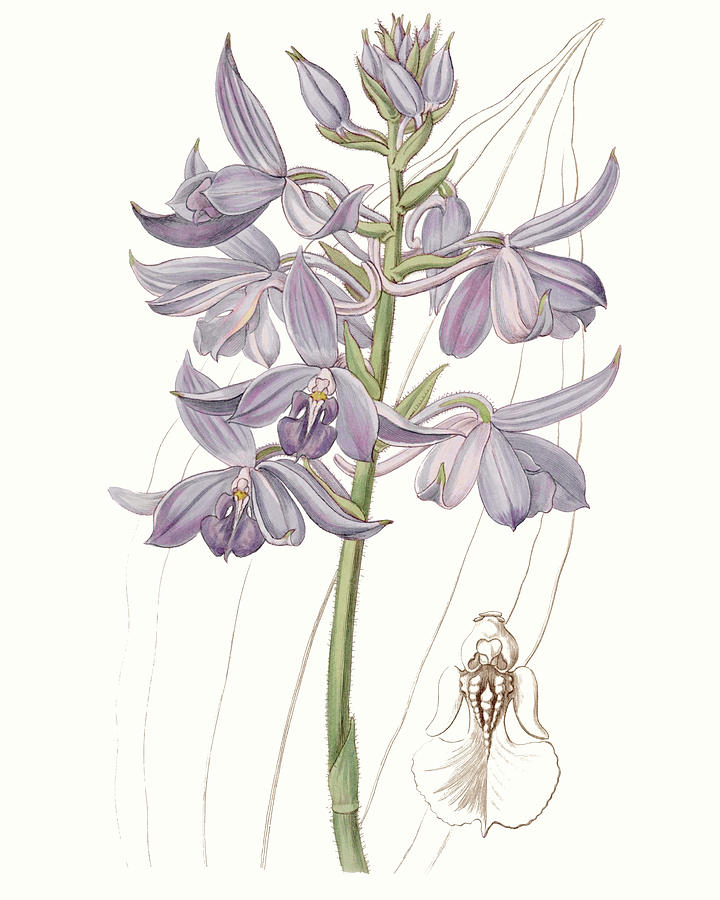 Flower Painting - Lavender Beauties IIi #1 by Edwards