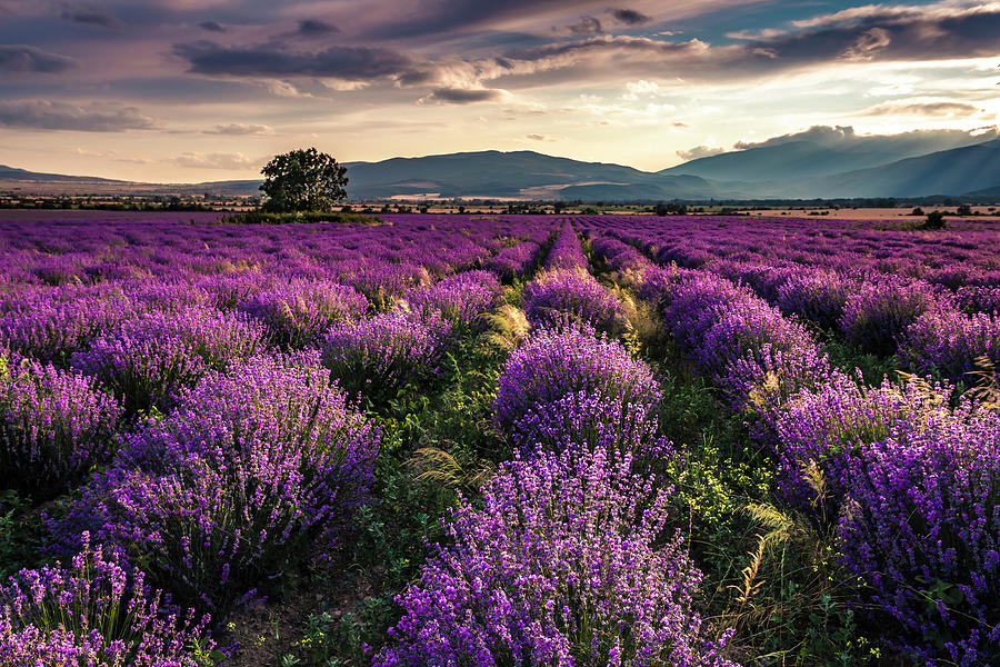 Lavender Dreams by Evgeni Dinev Lavender Dreams by Evgeni Dinev