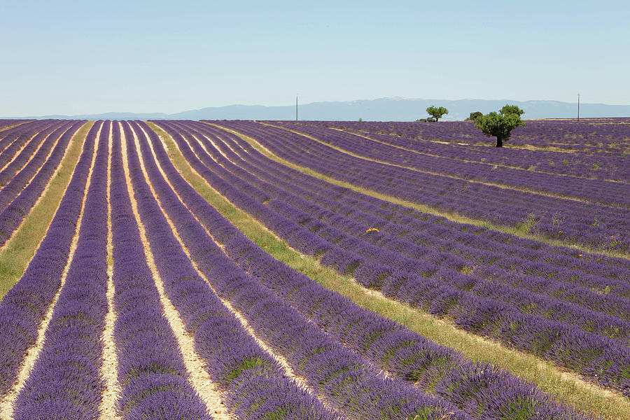 Lavender Field #1 Photograph by © Enrica Bressan