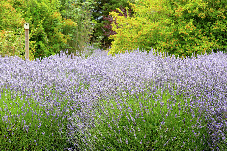Lavender Field - 1 #1 Photograph by Alex Mironyuk