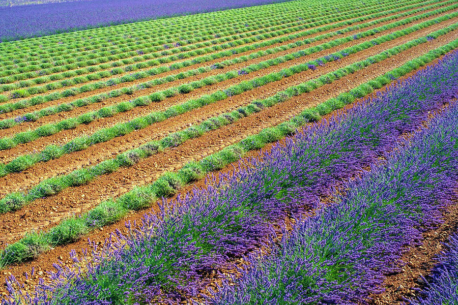 Flower Photograph - Lavender Field After Workers Began Harvesting The First Rows Of Lavender In Early July #1 by Cavan Images