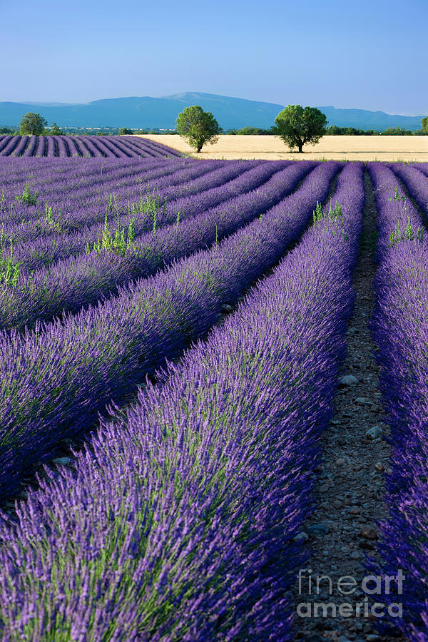 Lavender Photograph - Lavender Field by Brian Jannsen