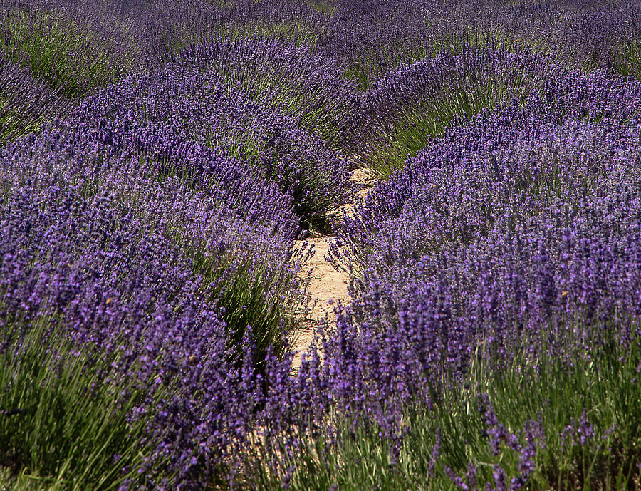 Lavender Field by Dart Humeston Lavender Field by Dart Humeston