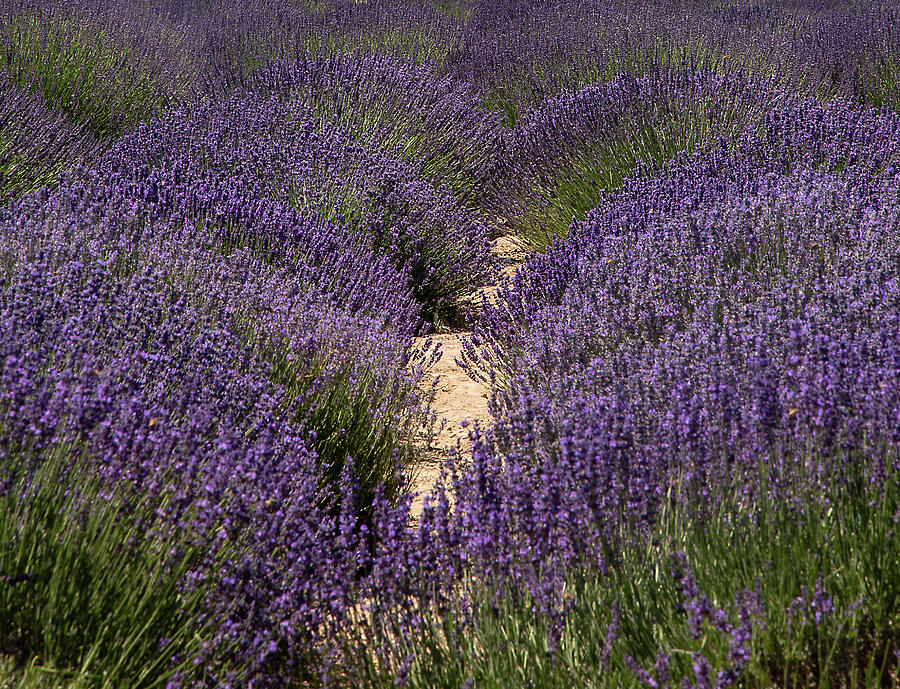 Lavender Field #1 Photograph by Dart Humeston