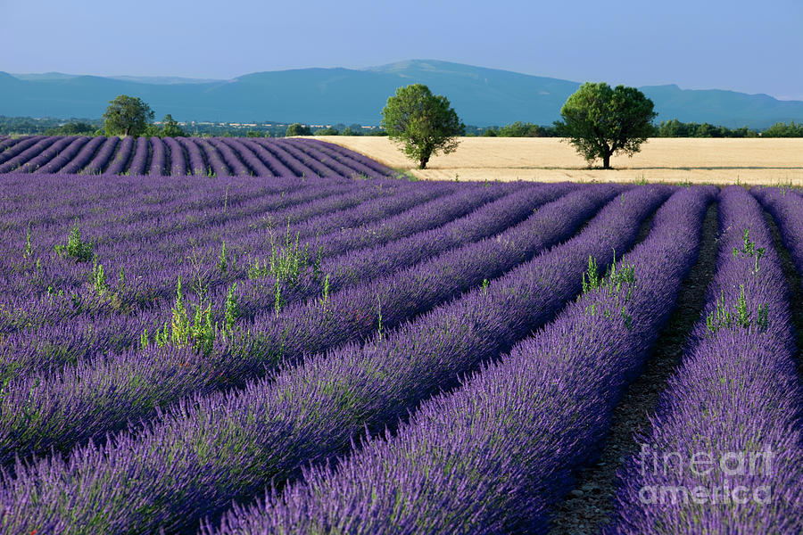 Lavender Fields II - Provence France Photograph by Brian Jannsen