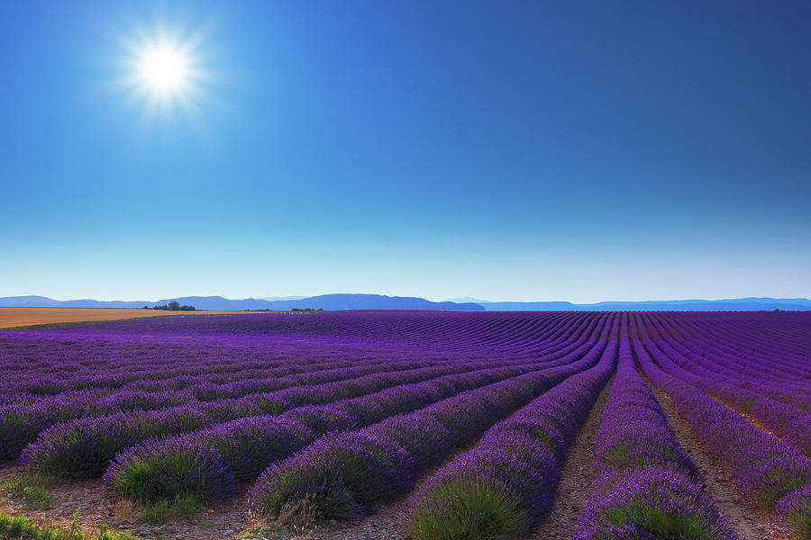 Lavender Fields In Provence #1 Photograph by Mammuth