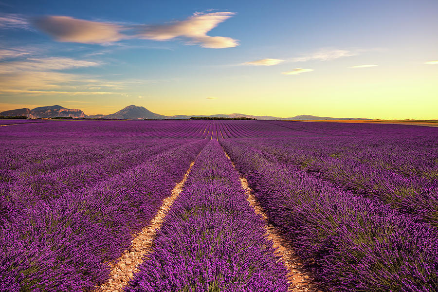 Lavender flower blooming fields endless rows on sunset. Valensol #1 Photograph by Stefano Orazzini
