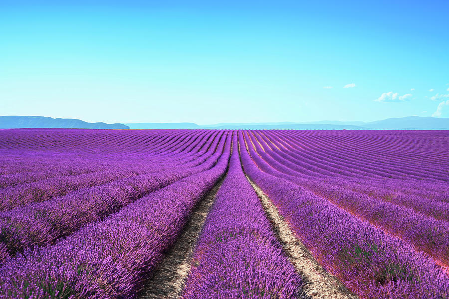 Endless rows of lavender, Provence Photograph by Stefano Orazzini