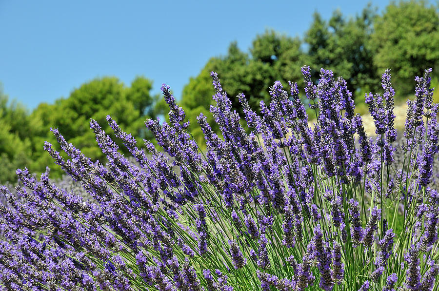 Lavender Flowers In Field At Summer #1 Photograph by Sami Sarkis